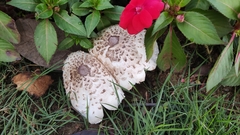 Chlorophyllum molybdites