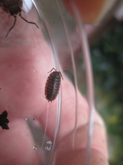 Porcellio scaber