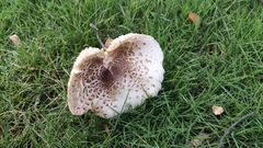 Chlorophyllum molybdites