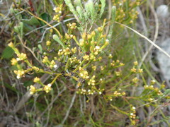 Thesium ericifolium