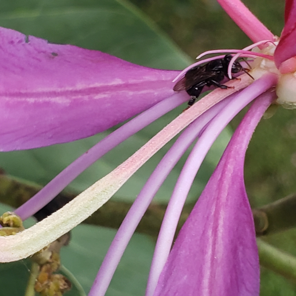 Partamona nigrior