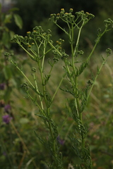 Jacobaea erucifolia