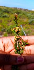 Erica glumiflora