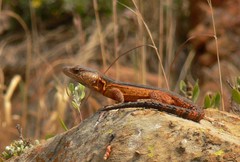 Pseudocordylus melanotus