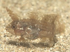 Cristiceps australis