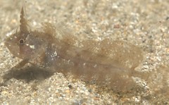 Cristiceps australis