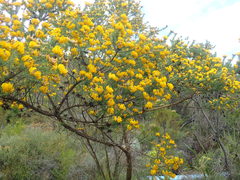 Aspalathus excelsa