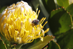 Trichostetha capensis capensis