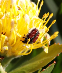 Trichostetha capensis capensis