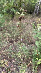 Campanula bononiensis