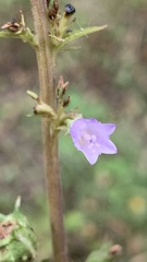 Campanula bononiensis