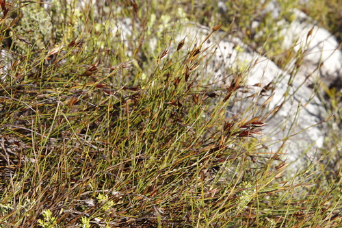 Image of Willdenowia glomerata by (c) Tony Rebelo, some rights reserved (CC BY-SA)