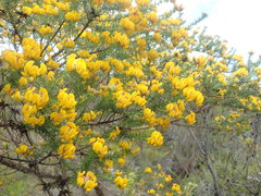 Aspalathus excelsa
