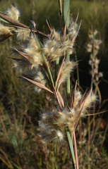 Cymbopogon bombycinus