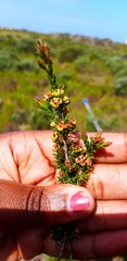 Erica glumiflora