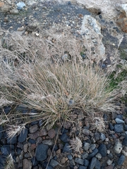 Festuca vivipara