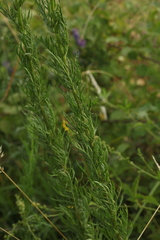 Jacobaea erucifolia