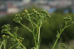 Jacobaea erucifolia