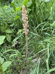 Orobanche bartlingii
