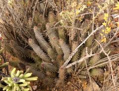 Huernia pillansii