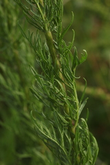 Jacobaea erucifolia