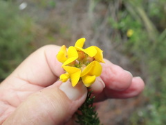 Aspalathus excelsa