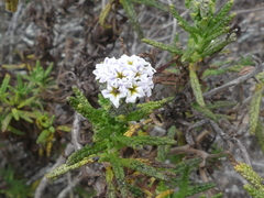 Heliotropium taltalense