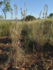 Cymbopogon bombycinus
