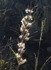 Cymbopogon bombycinus