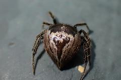 Emertonella taczanowskii