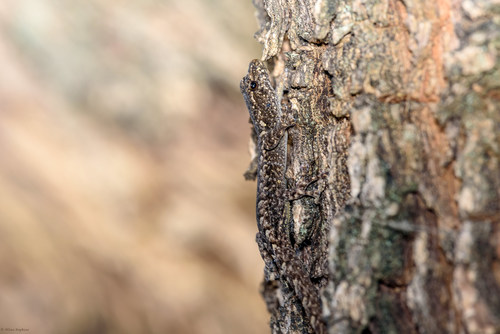 Robust Dwarf Gecko