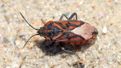 Spilostethus crudelis