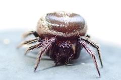 Emertonella taczanowskii