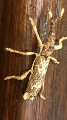Ulocerus mexicanus