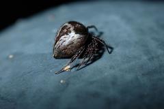 Emertonella taczanowskii