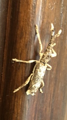 Ulocerus mexicanus
