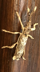 Ulocerus mexicanus