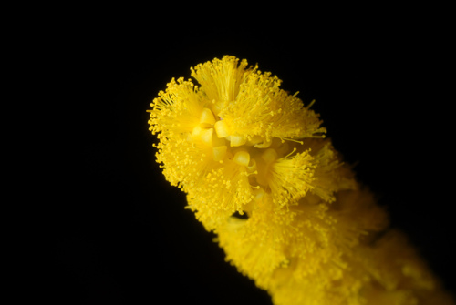 Acacia auriculiformis