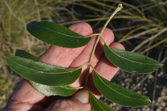 Bolusanthus speciosus