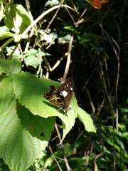 Oxeoschistus tauropolis tauropolis