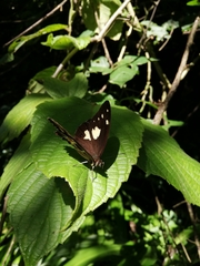 Oxeoschistus tauropolis tauropolis