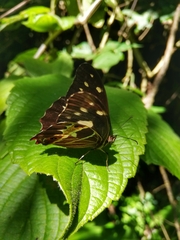 Oxeoschistus tauropolis tauropolis