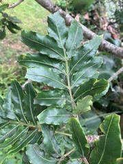 Harpephyllum caffrum