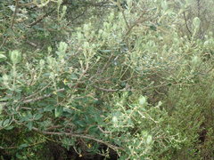Phylica buxifolia
