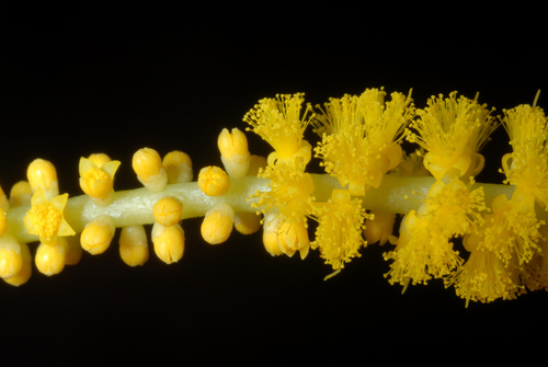 Acacia auriculiformis
