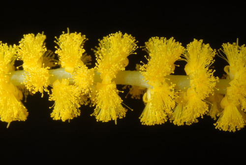 Acacia auriculiformis
