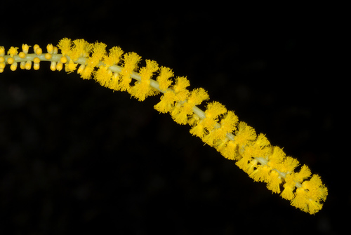 Acacia auriculiformis
