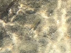 Halichoeres marginatus