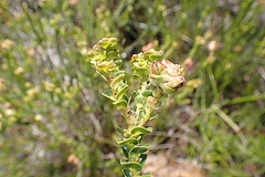 Penaea cneorum cneorum