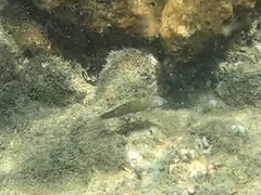 Halichoeres marginatus